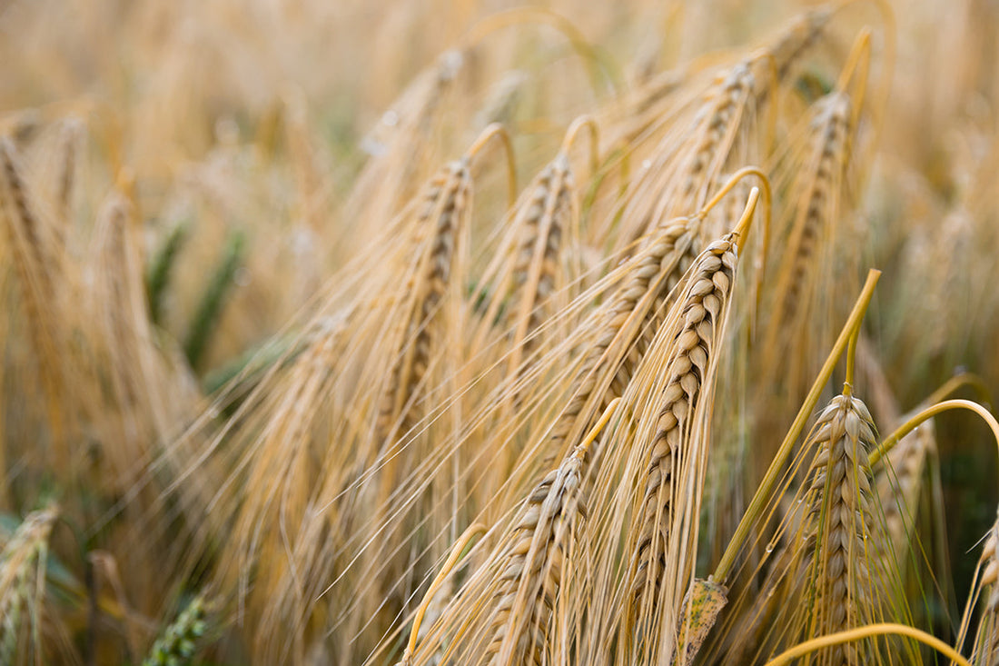 How Fiber Can Dramatically Improve Your Health